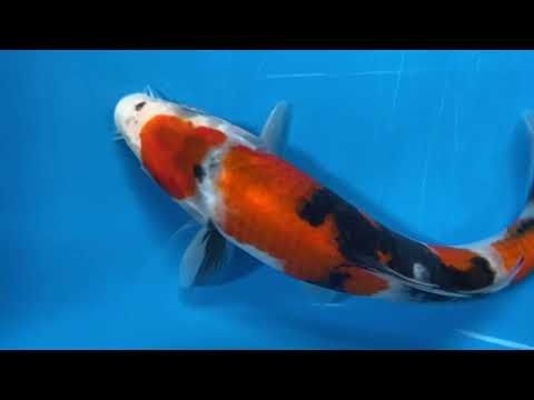 ehara koi farm 2026sh11