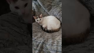 Farting Loud On A Sleeping Part 3 , Part 4 Coming Soon