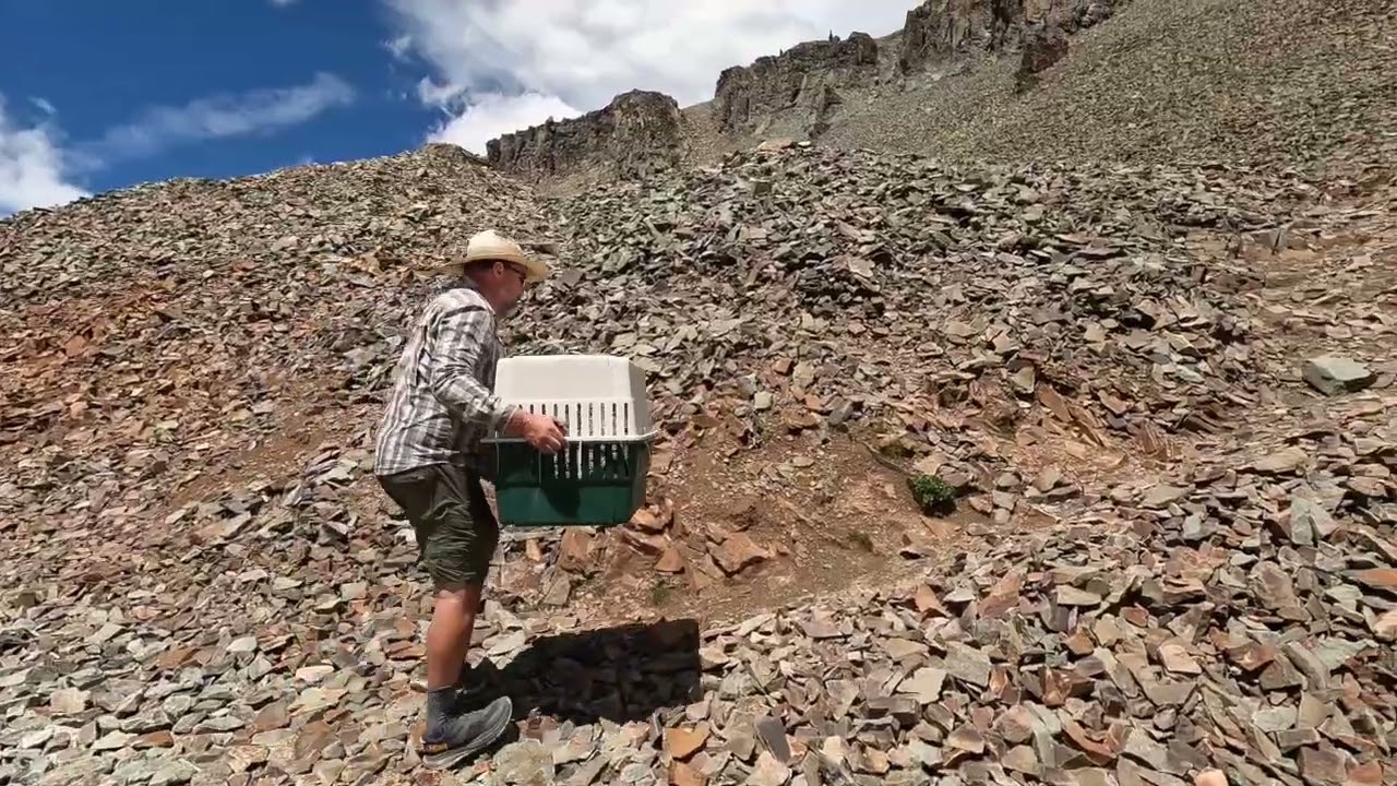 The Tale of the Hitchhiking Marmot - New Mexico Wildlife Center