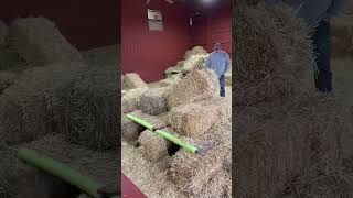 Firefly Just Turning 10 Months And Getting Her First Q For Master B In Barnhunt At Nadm