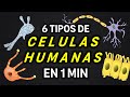 TIPOS de CÉLULAS en 1 minuto