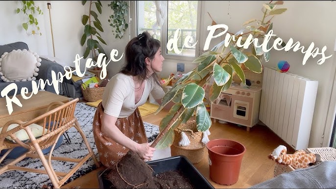 Nuisibles & Plantes d'intérieur : Identification + lutte !! 