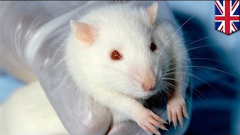 Scientists regenerate vital immune organ in mice