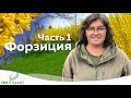 Цветущие кустарники которые не радуют.Часть 1. Форзиция