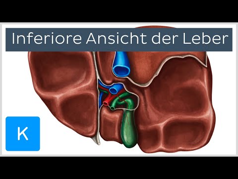 Video: Linker Leberlappen Anatomie, Diagramm & Funktion - Körperkarten