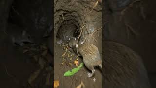 #Bandicoot #Wildlife #WildlifePhotography #Nature #Marsupial #Conservation #AnimalResearch #FieldWor