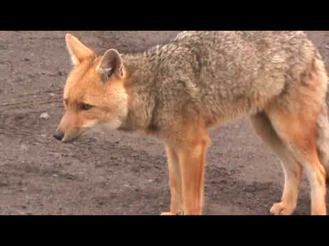 Lobo De Paramo En El Parque Nacional Cotopaxi Youtube