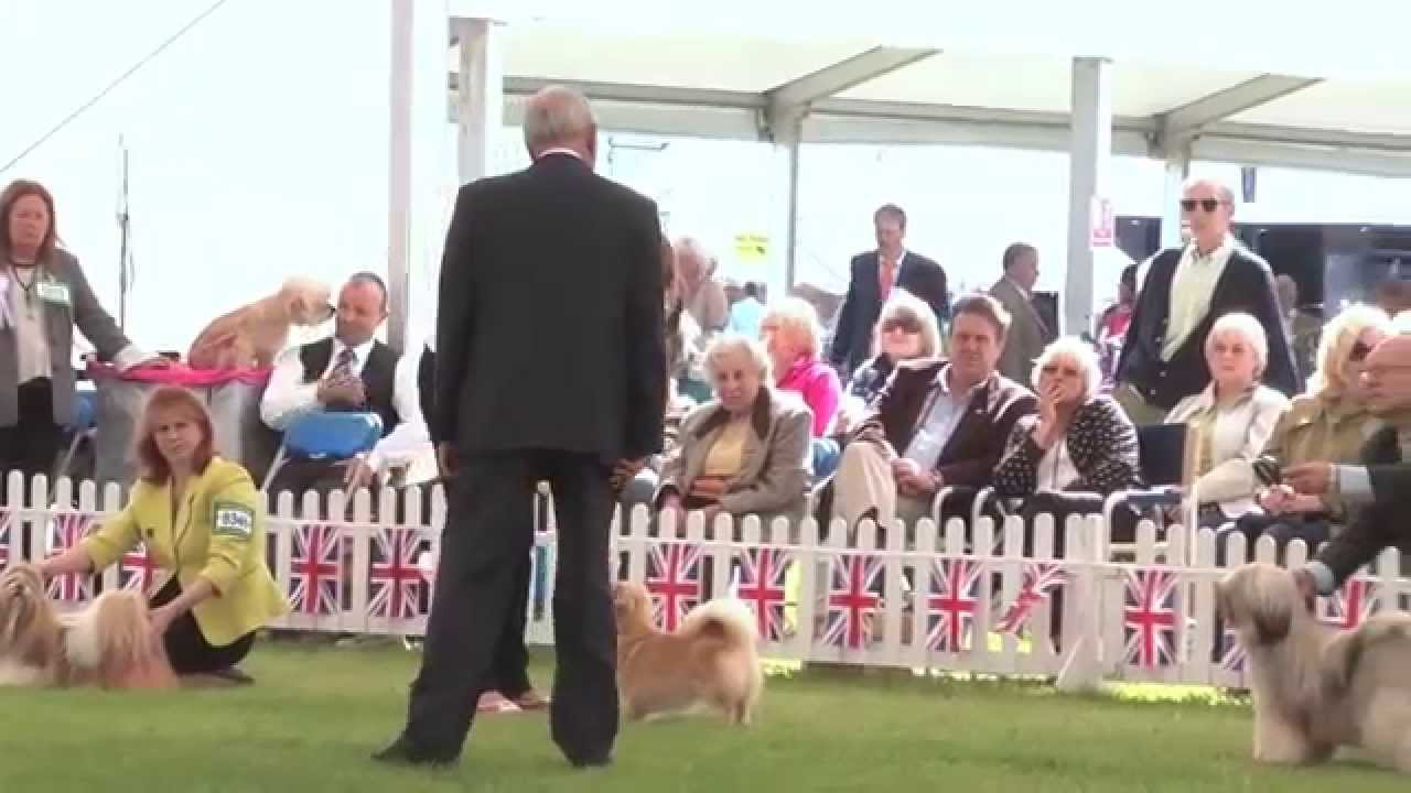 Windsor Championship Dog Show 2012 Utility group YouTube Windsor Championship Dog Show 2012 Utility group YouTube