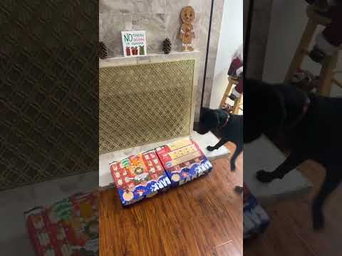 Day 3 Dog Christmas Advent Calendar!