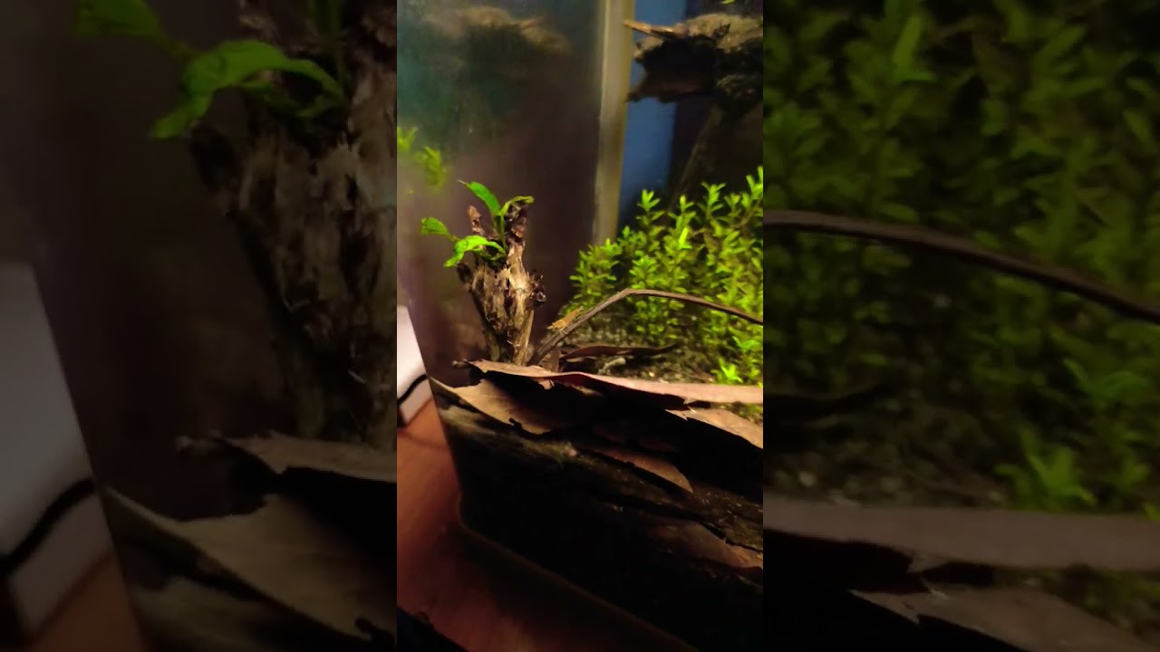 planted aquarium for shrimps