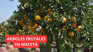 Tips Para Arboles Frutales En Maceta