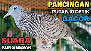 Perkutut Lokal Gacor Suara Kung Besar Pancingan Burung Perkutut Agar Bunyi.