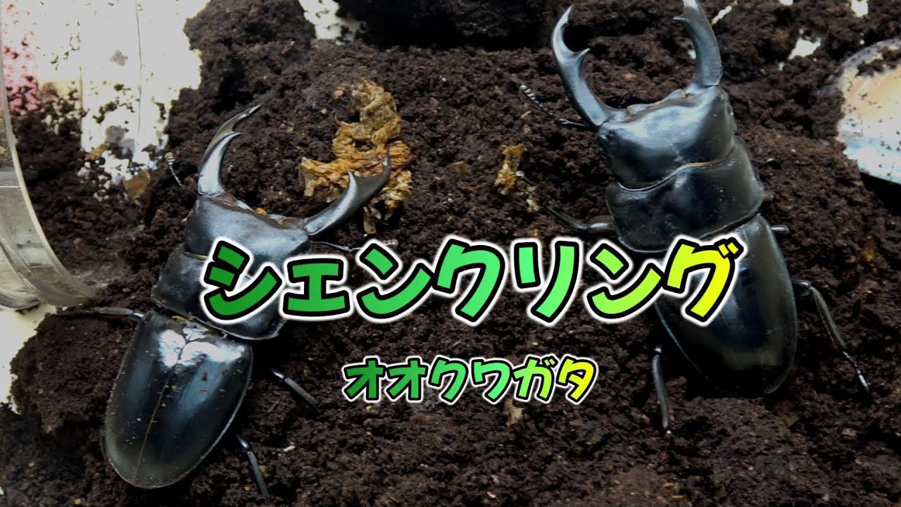 シェンクリングオオクワガタとスマトラヒラタの掘り出し＃シェンクリングオオクワガタ＃スマトラヒラタ♯飼育＃菌糸飼育