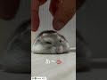 優しくもちもちされるハムスターがかわいい【ててらぼペット部】