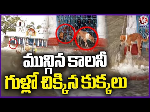 Dogs Stuck In Temple Due To Floods | Hyderabad Floods | V6 News - V6NEWSTELUGU
