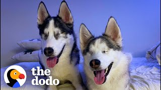 Blind Husky Teaches Her Friend An Unexpected Thing | The Dodo by The Dodo 17 hours ago 3 minutes, 5 seconds 134,233 views
