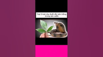 Những loại cây nên trồng trong vườn để đuổi rắn