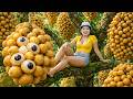 Harvesting longan fruit – Picking fresh, delicious longan fruits from the orchard to the market