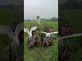 Amazing Bird Catching Technique in Rural Area