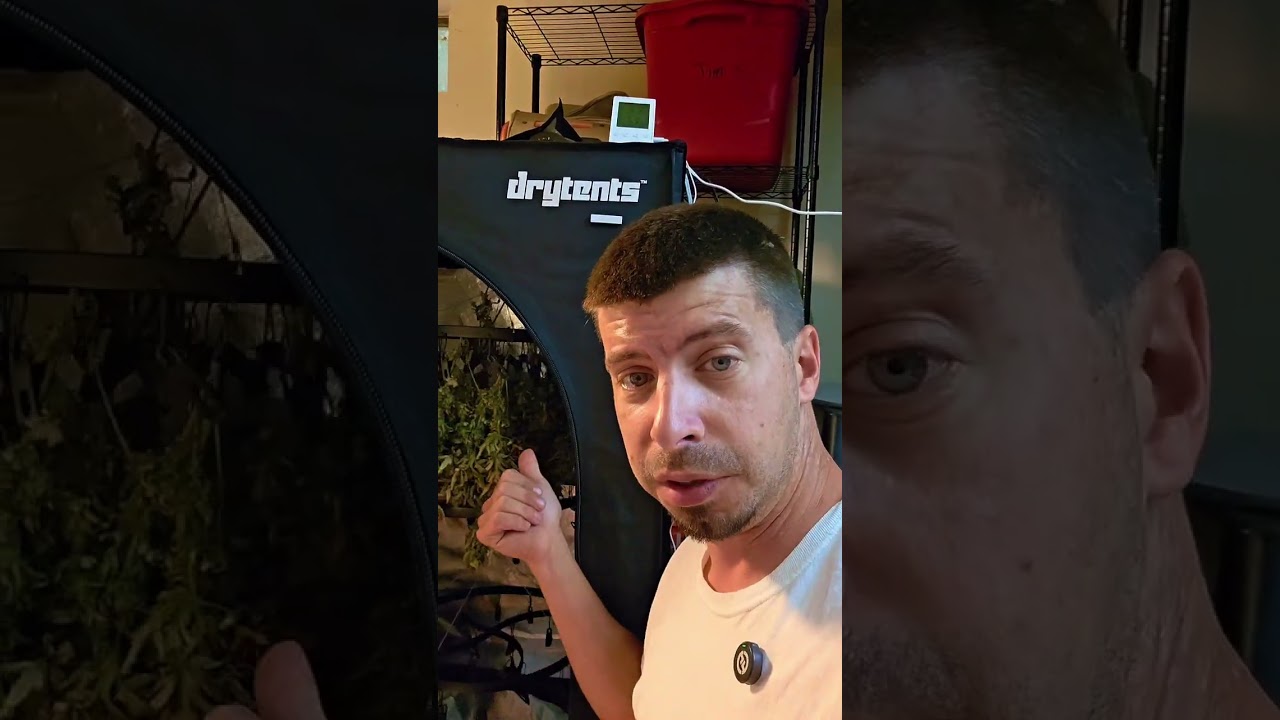 7 days in the dry tent and probably another 7 days to go 