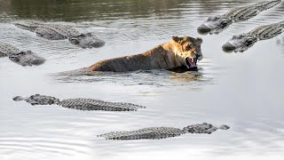 НЕВЕЗЕНИЕ ЛЕВ ПОЙМАННЫЙ В ЛОВУШКУ КРОКОДИЛОВАЯ ОРДА