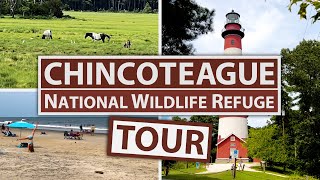 Chincoteague National Wildlife Refuge Tour  Virginia's Eastern Shore Region  See Wild Ponies