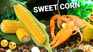 I feed Sweet corn to my lobster I feed Sweet corn to my lobster