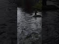 5 year old fly fishes