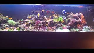 Reef tank 3/16/24