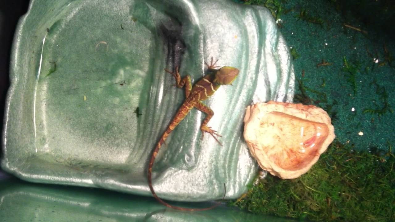 chinese water dragon eating feeder fish YouTube