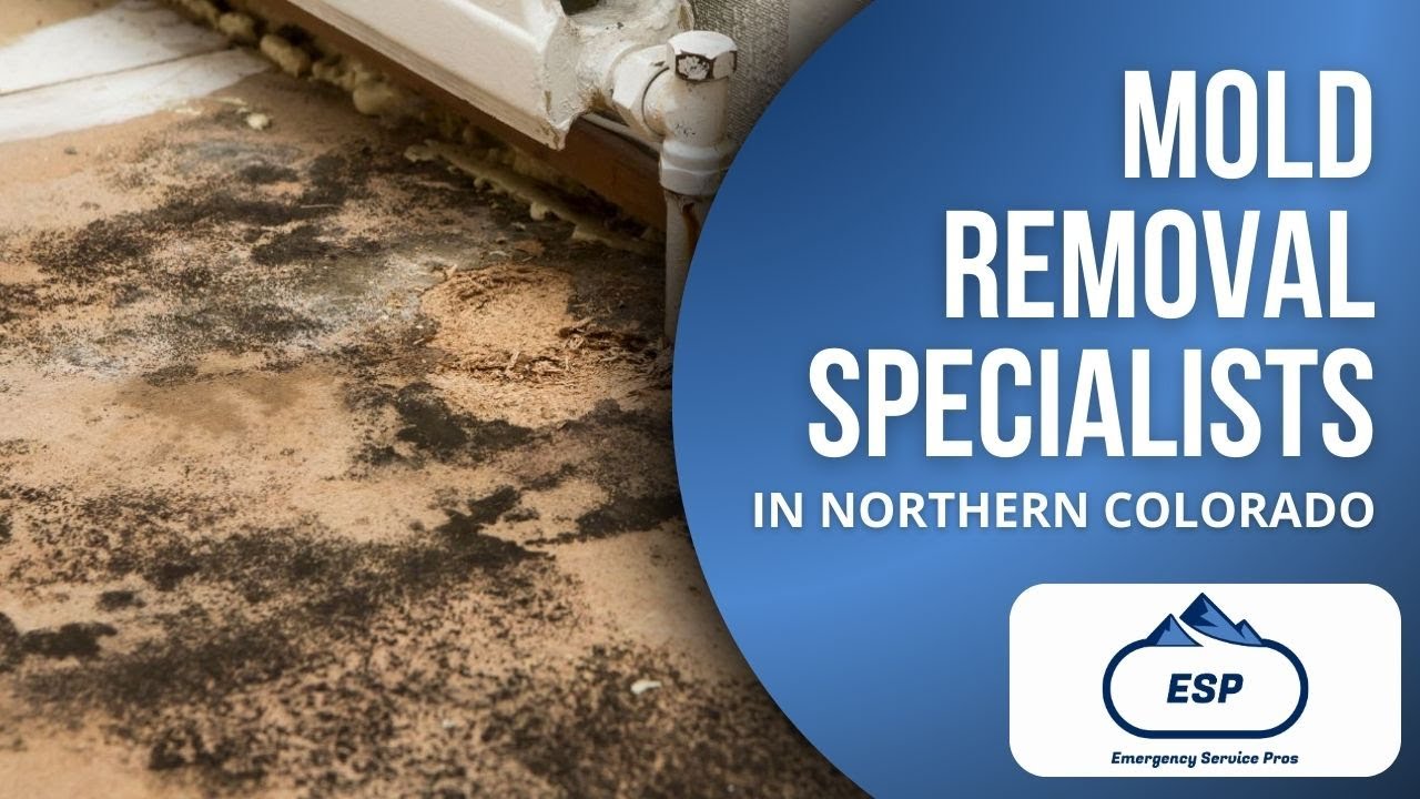 Northern Colorado Mold Removal | Emergency Service Pros