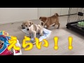野犬の子犬の保護記録。保護されてから人に慣れるまで