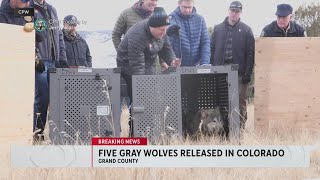 Colorado releases 5 wolves under controversial program