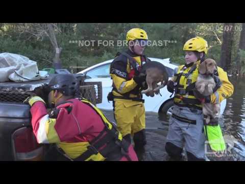 Thumbnail for 10-11-16 Lumberton, NC Flooding/Dog Rescue