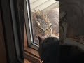 Owl core#A dog with foot fetishism#cat聽#cats聽#catsmoves聽聽聽#f... #Shorts #courage.in.the.sky