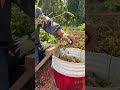 Homemade rake for shaking bean pods, a rural Wisdom gem!