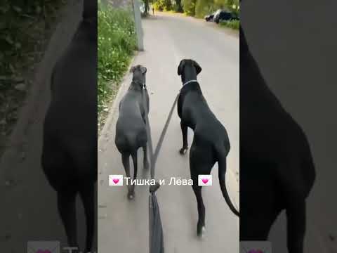 Эдит Немецкий Дог👍