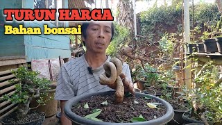 Download Lagu Bonsai turun harga MP3 Download Lagu Bonsai turun harga MP3