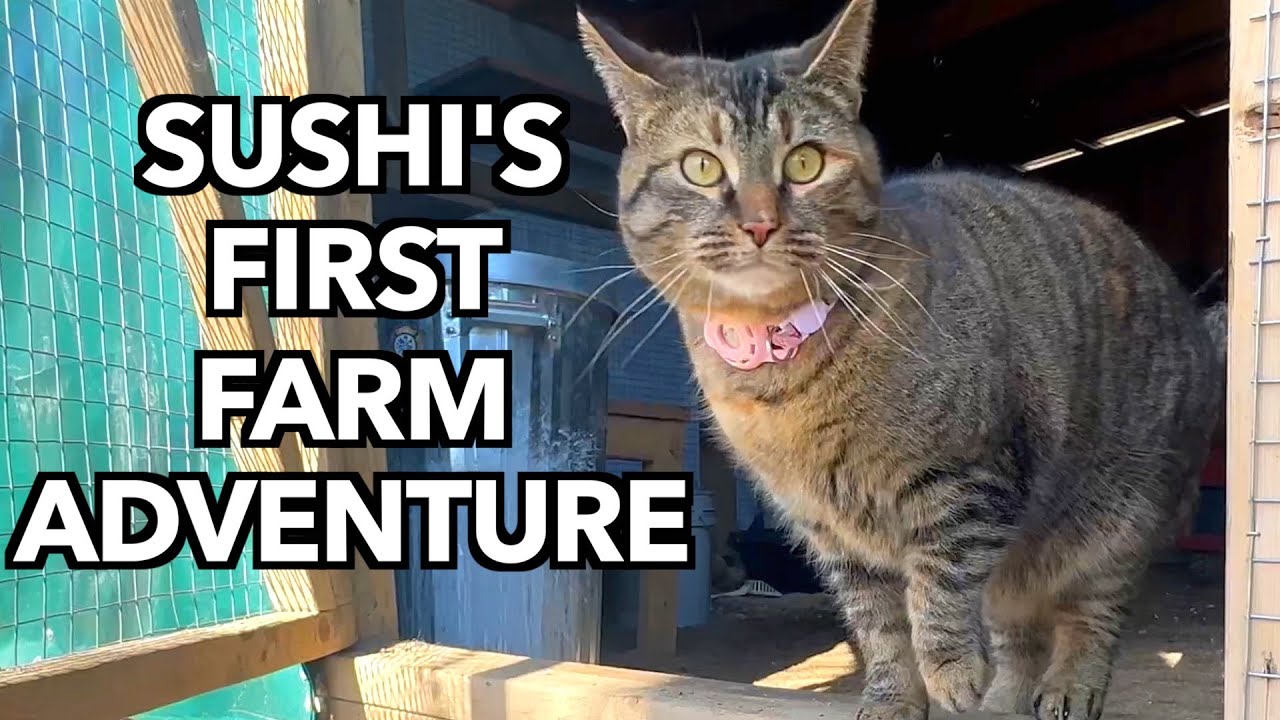 Sushi Barn Cat Explores the Farm for the First Time