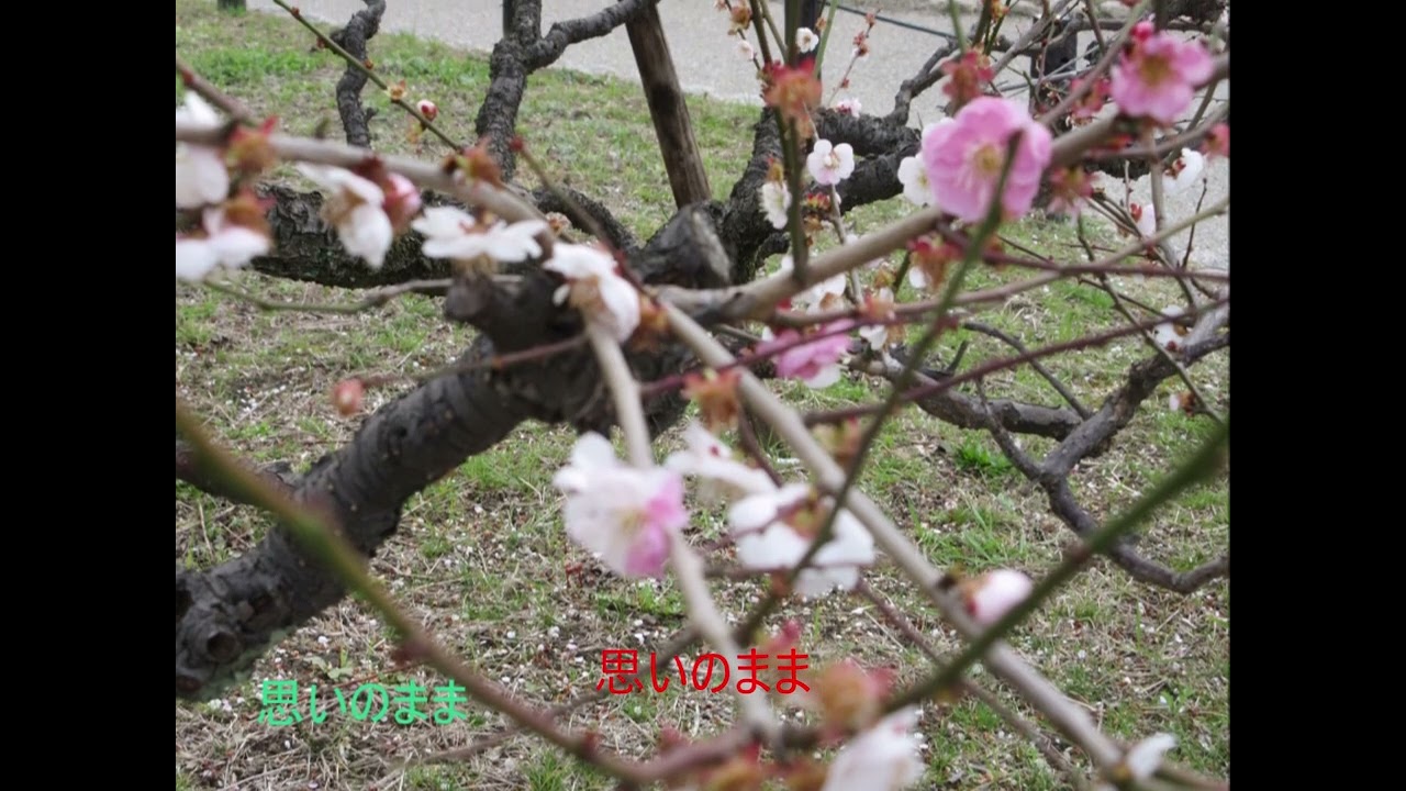 大阪城と梅公園3月