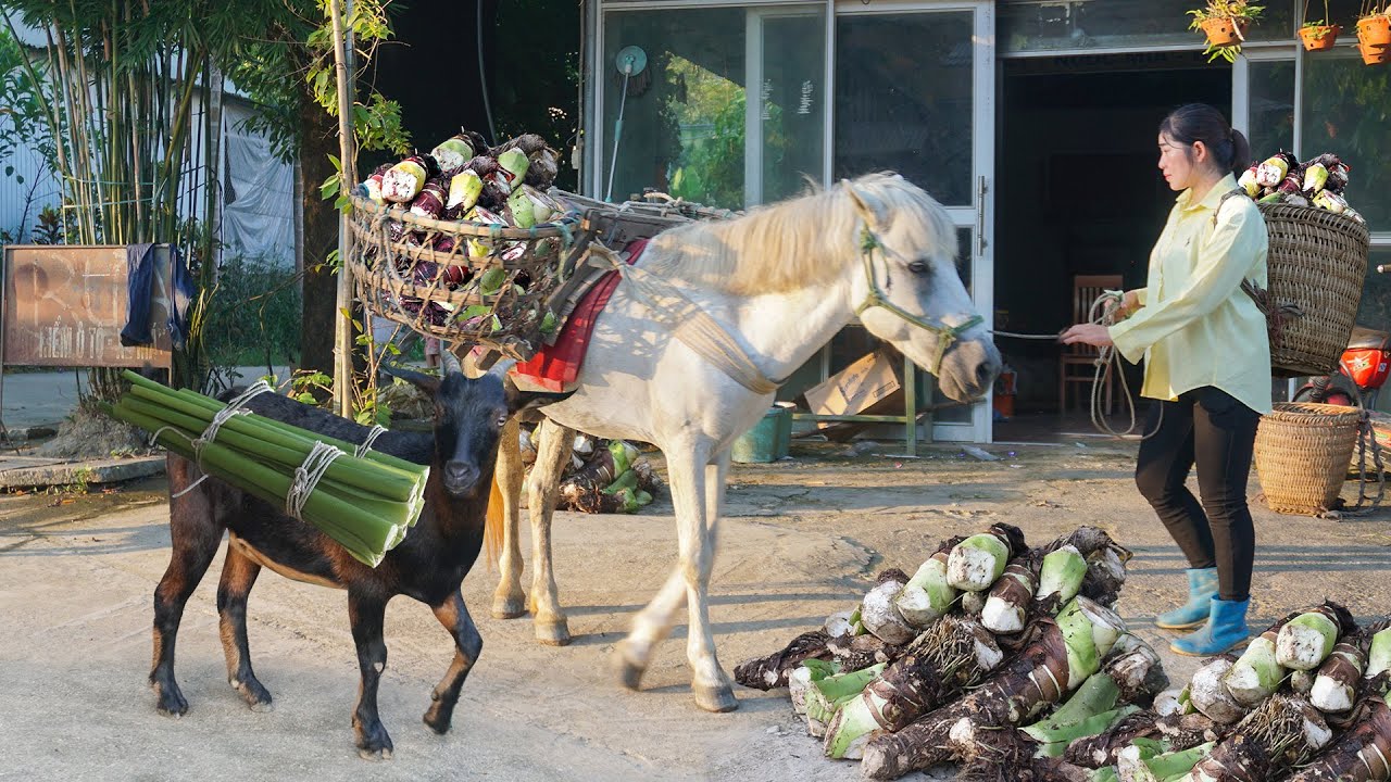 Goat, the dog and horse with the girl went into the deep forest to harvest the taro roots to sell.