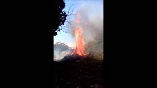 burning a brush pile for the big screen