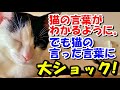 【猫の不思議な話】ある日突然、猫の言葉がわかるように。そして飼い猫が言った言葉に大きなショックを受けた【朗読】