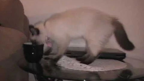 Watch the video about Cassi the Silly Ragdoll