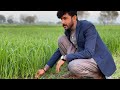 Natural beauty village itny bholy log bhi hoty hein m hassan  vlog