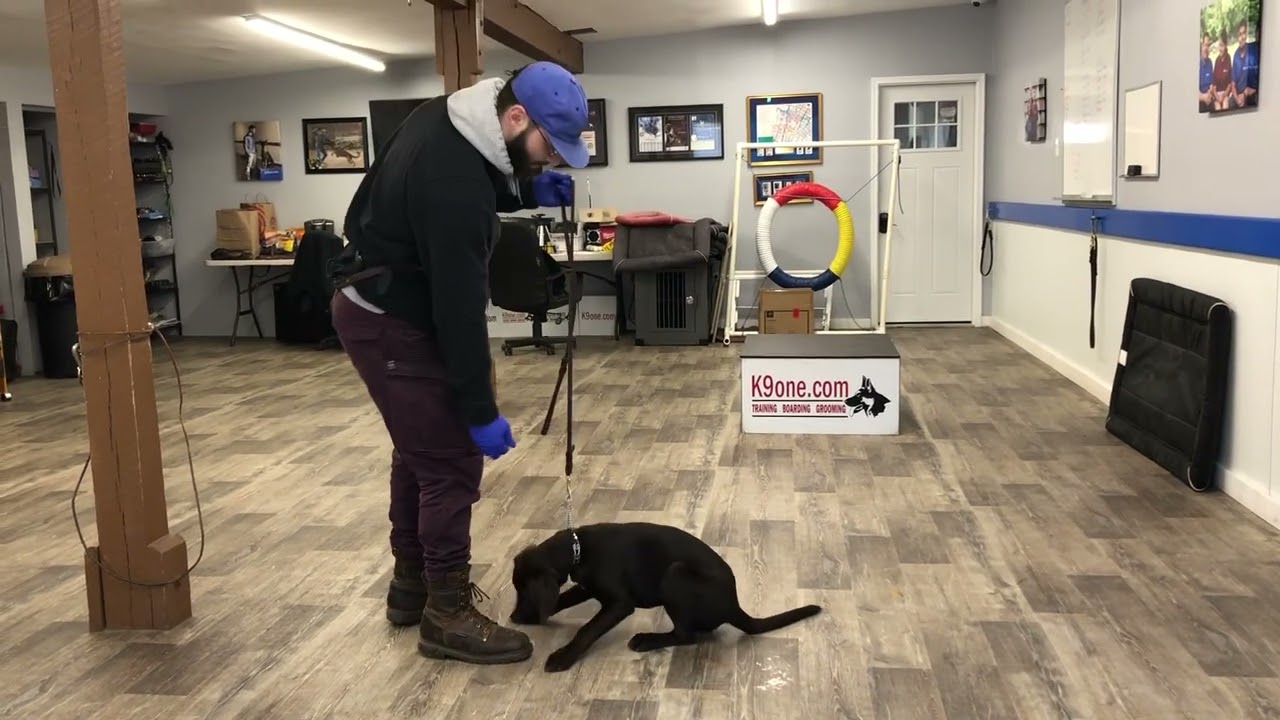 Scout Vitiello Learning Obedience (10/22/22) - Lab/GSP Puppy Training