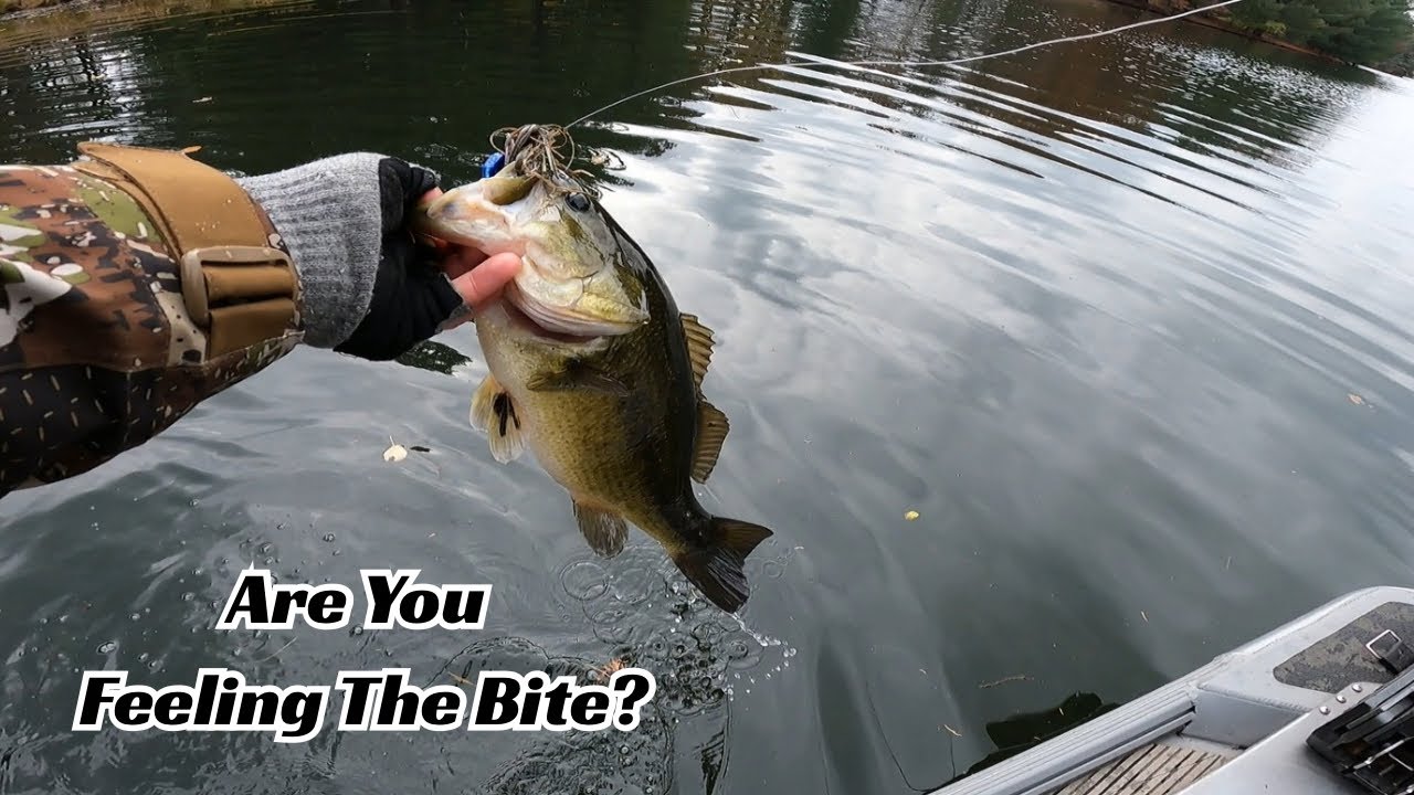 Do You Feel The Bass Bite? If Not you Might Be Making These Mistakes!