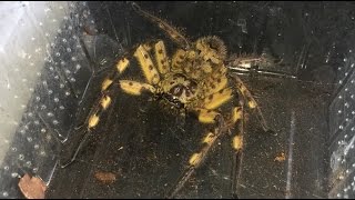 Rehousing My Female Cameroon Crab Spider, Barylestis Scutatus.