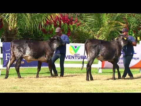 LOTE 75   FAZENDA SÃO DOMINGOS   798  806