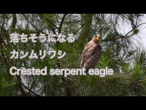 【落ちそうになる】カンムリワシ Crested serpent eagle